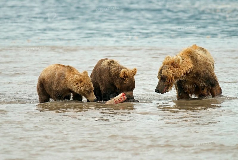 Brown bears