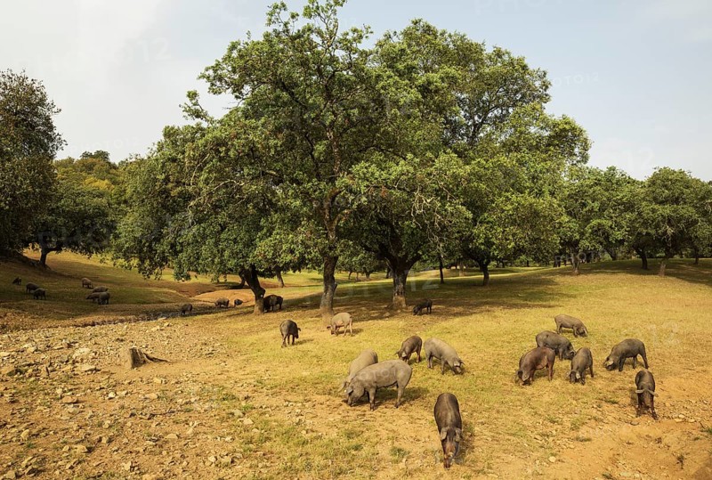 Grazing black Iberian pigs under holm oaks