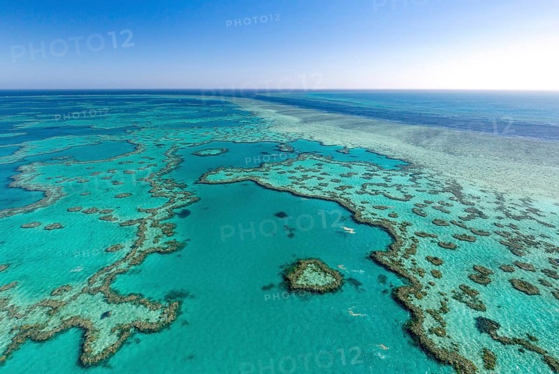 Coral Reef