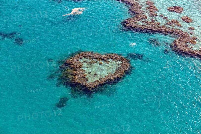 Coral Reef