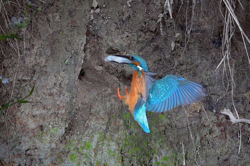 Kingfisher