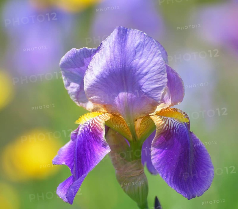 German iris hybrid