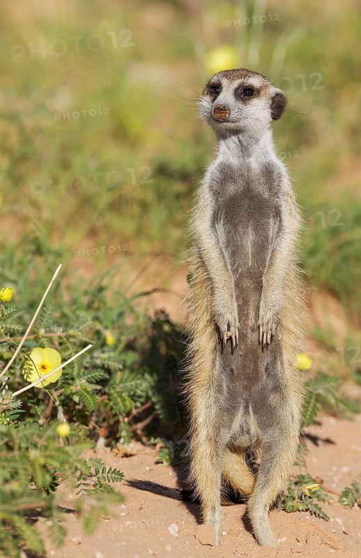 Suricate or meerkat