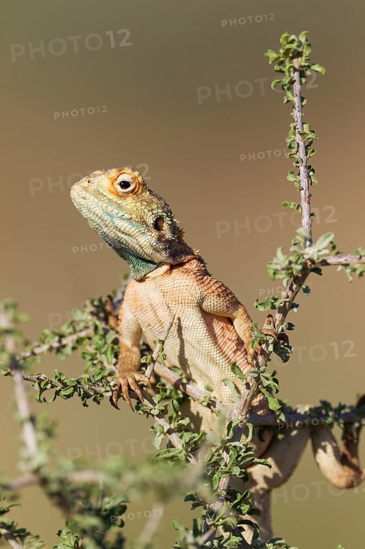 Ground Agama