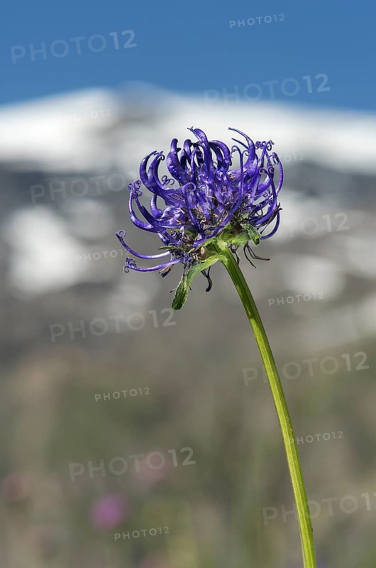 Round-headed rampion