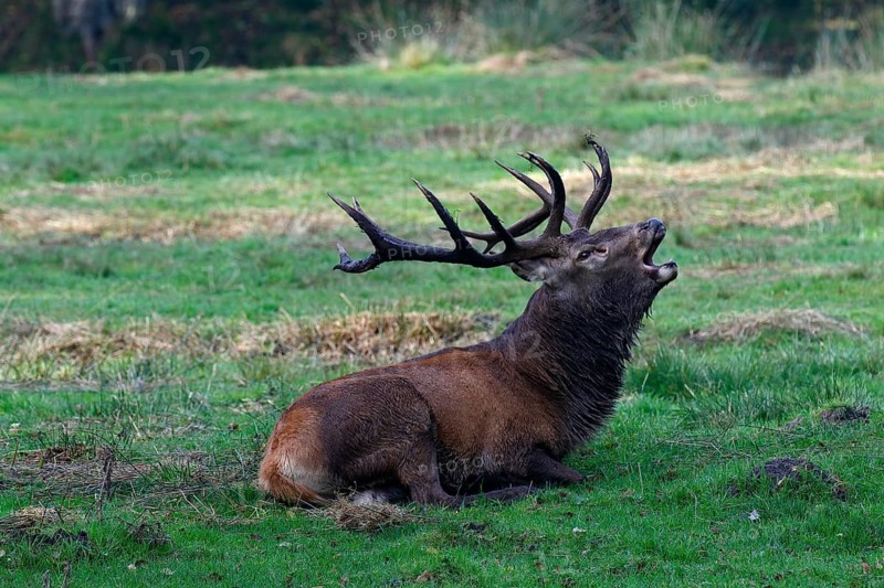 Tubular red deer during rutting season