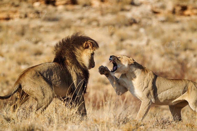 Lions