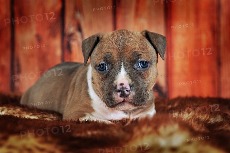American Staffordshire Terrier