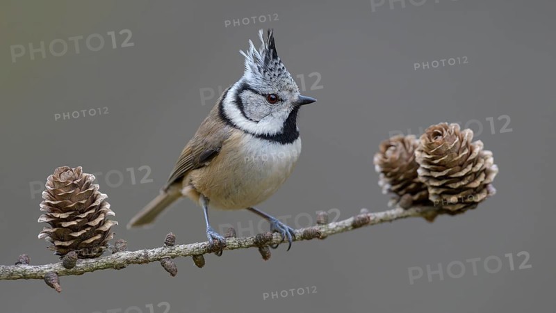 Crested tit