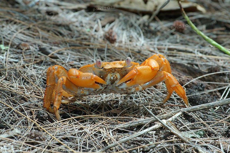 Sally Lightfoot crab