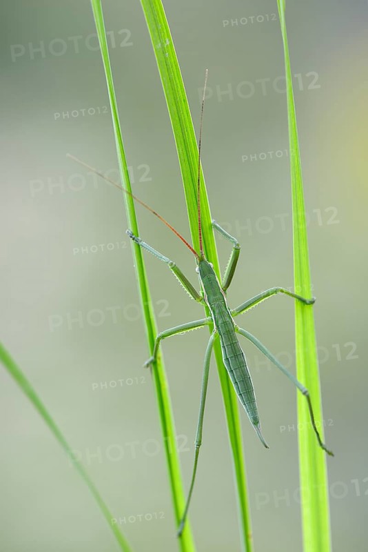 Saga pedo bush cricket