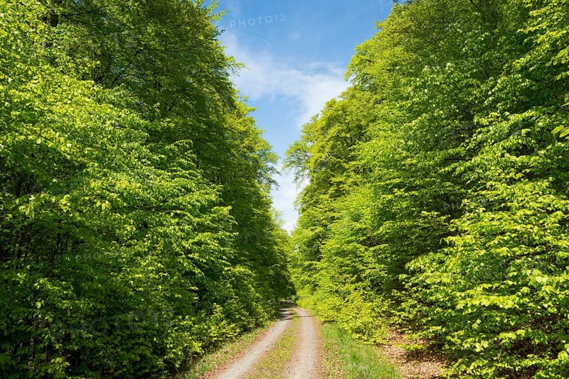 Forest trail through forest with Common beeches