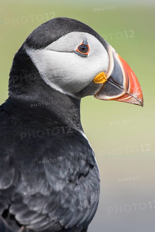 Puffin