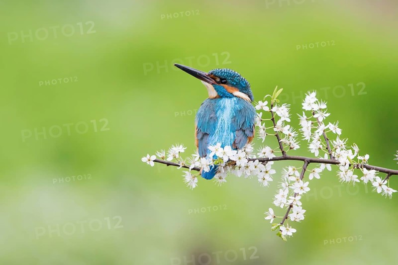 Kingfisher
