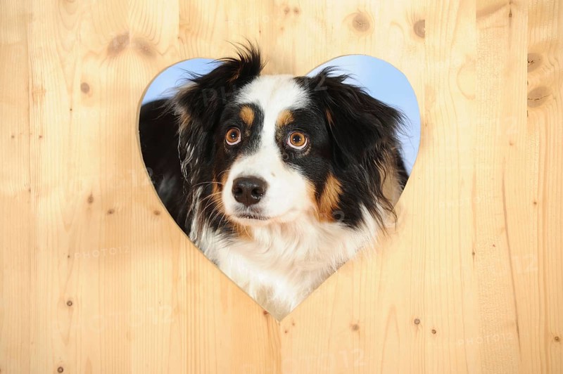 Australian Shepherd
