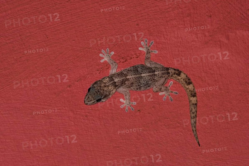Boettger's wall gecko