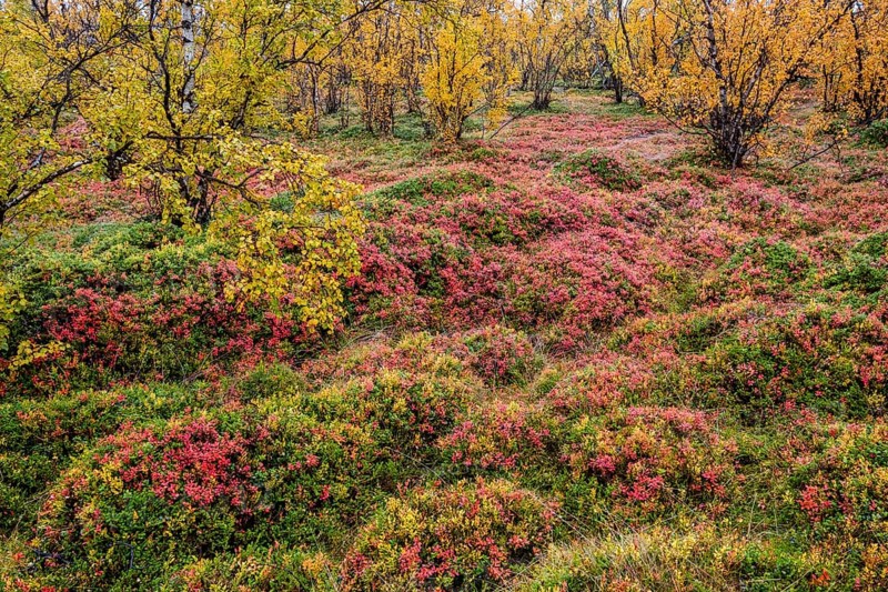 Autumnal forest floor