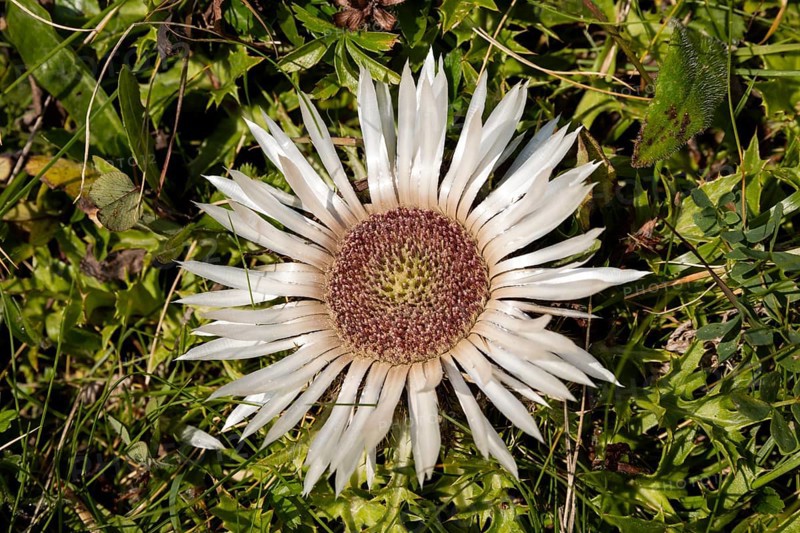 Silver thistle
