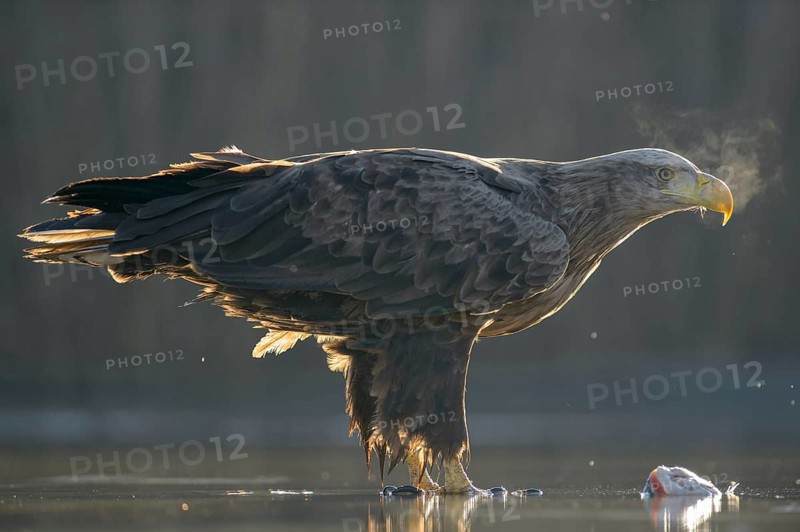 White-tailed eagle
