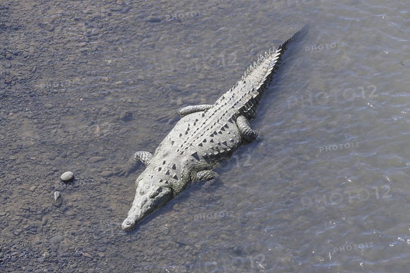American crocodile