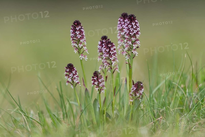 Burnt-tip orchid