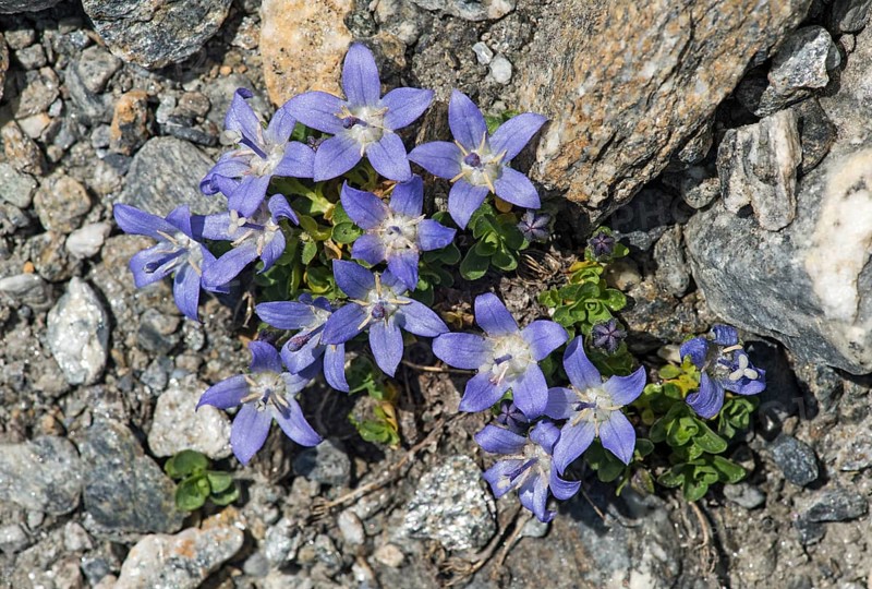 Mont-Cenis Bellflower