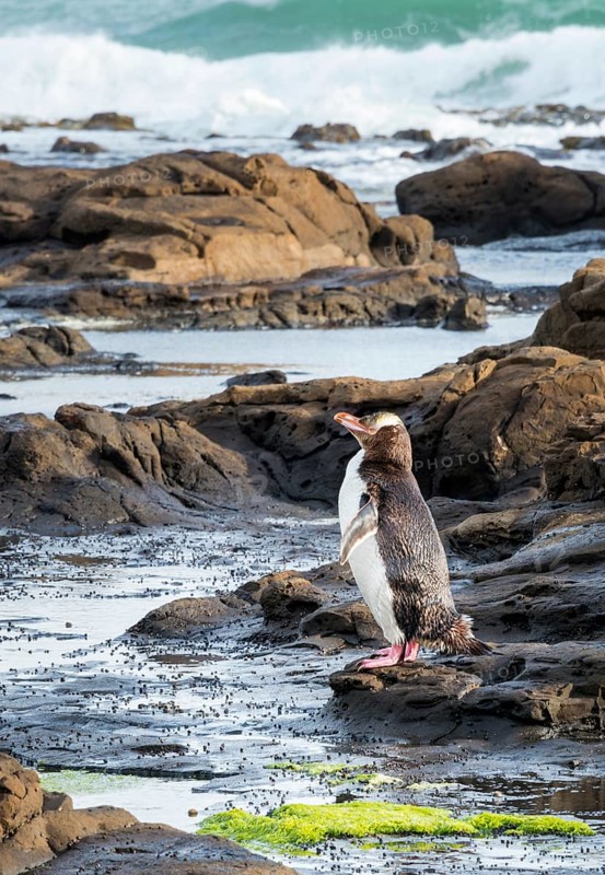 Yellow-eyed penguin