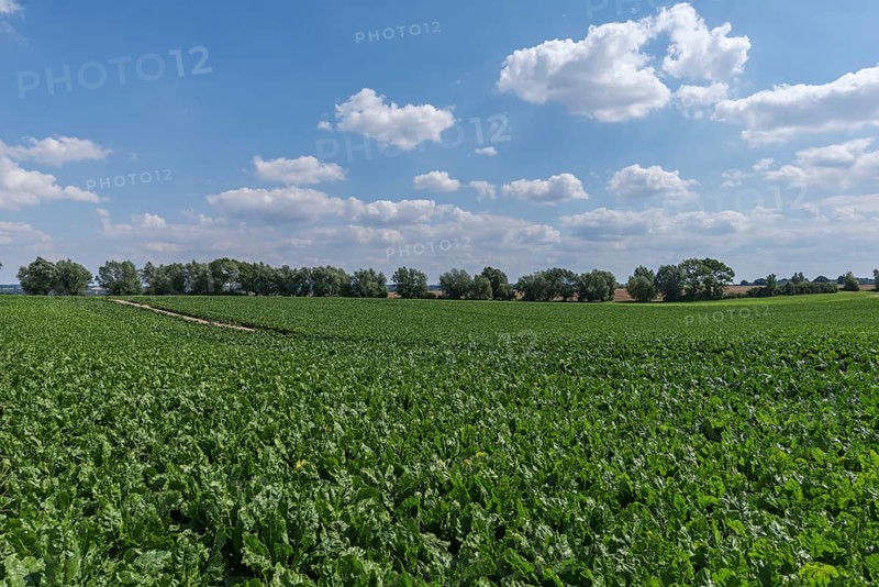 Sugar beet field