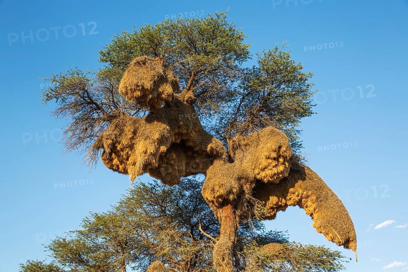 Huge communal nest of Sociable Weavers