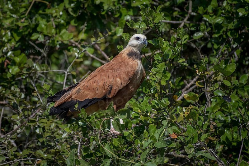 Black-collared hawk