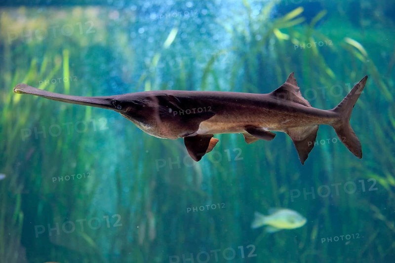 American paddlefish