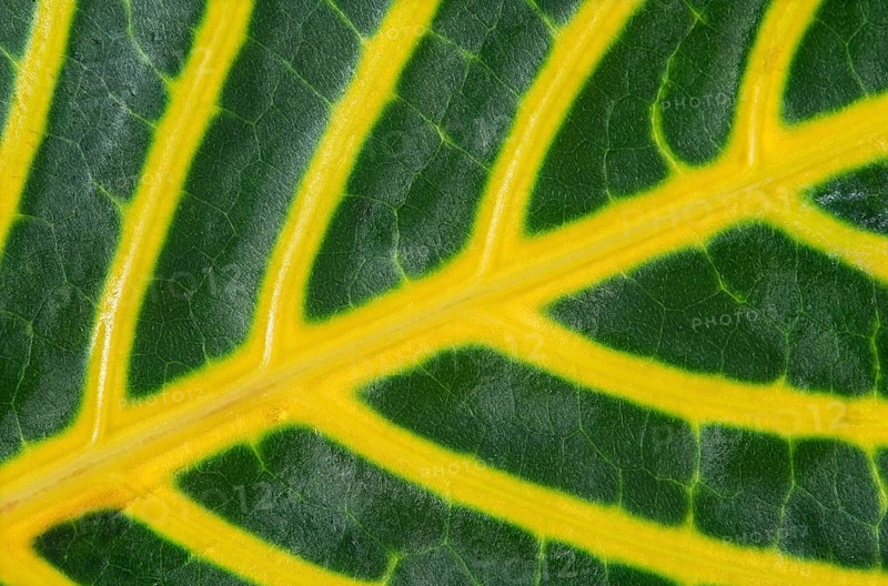 Mesh-like leaf veining