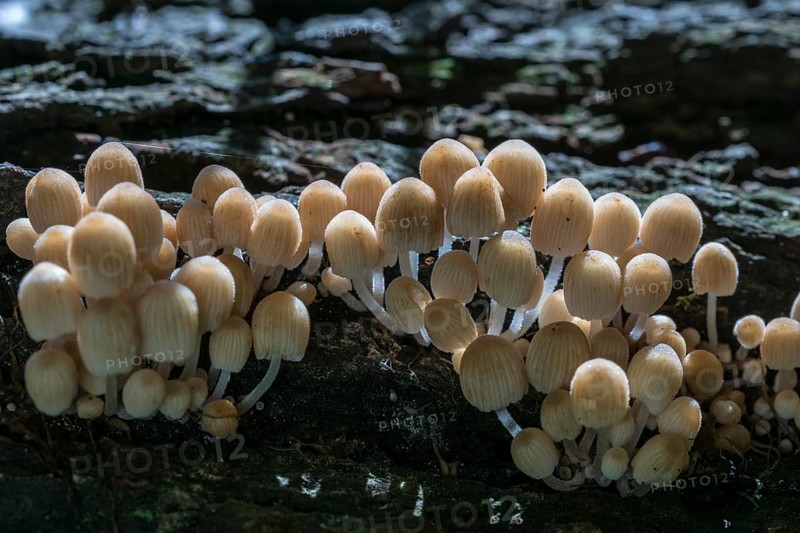Fairies bonnet