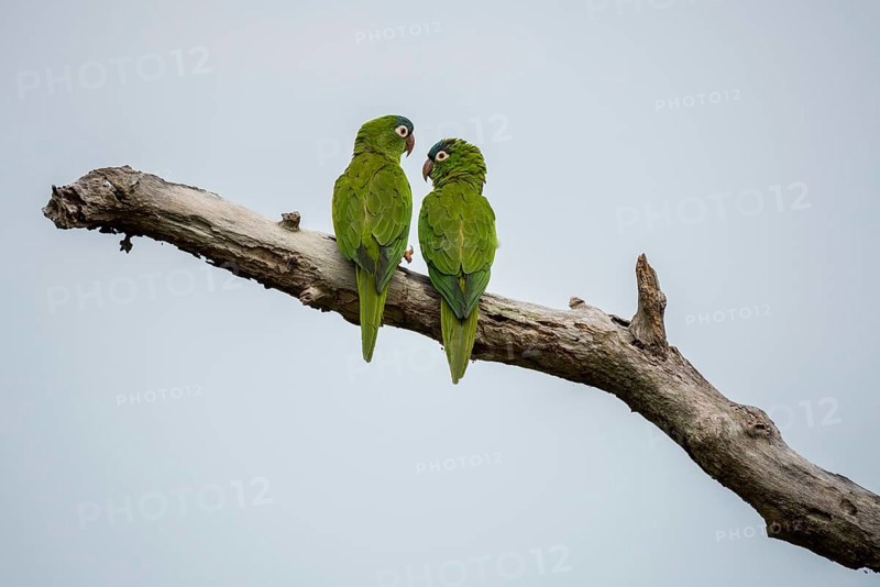 Blue-crowned Parakeets or