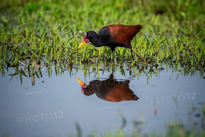 Wattled jacana