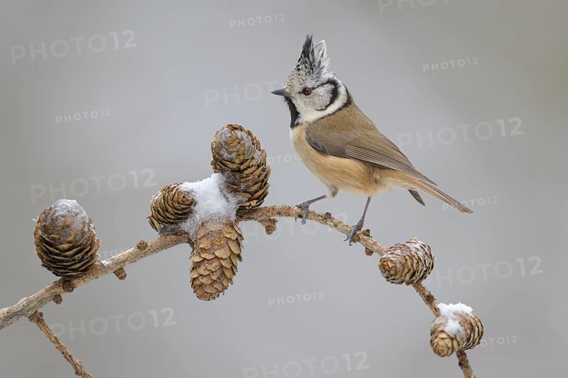 Crested tit