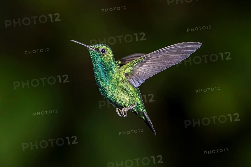 Blue-tailed emerald