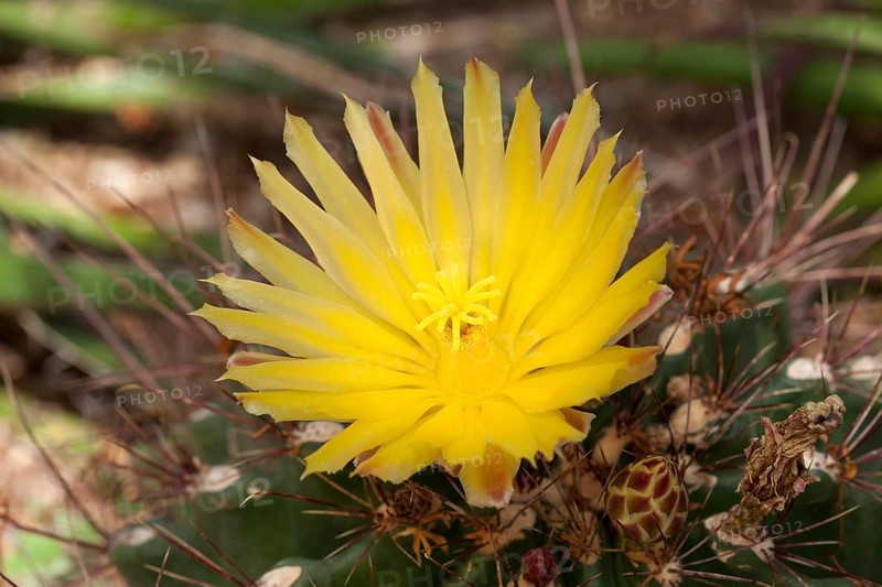 Yellow cactus flower