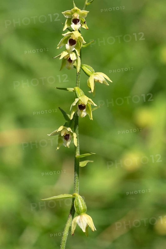 Mueller's helleborine