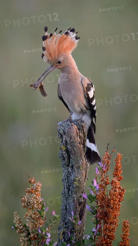 Hoopoe
