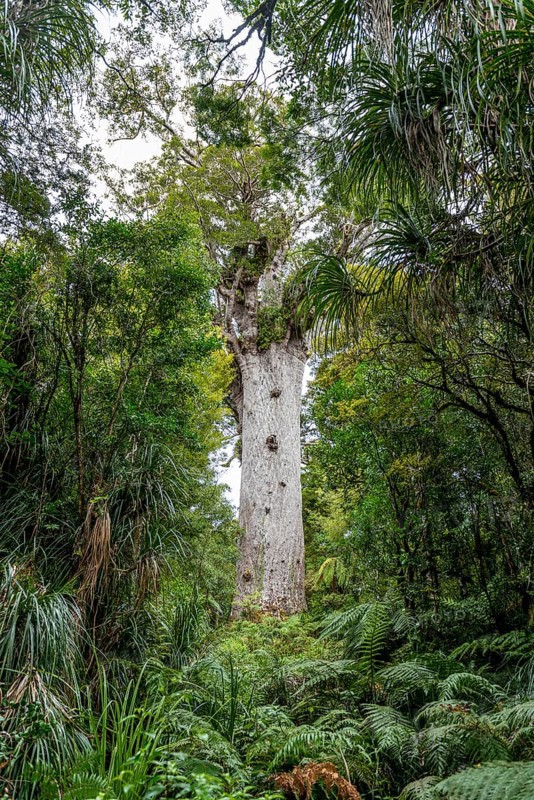 Oldest Kauri tree