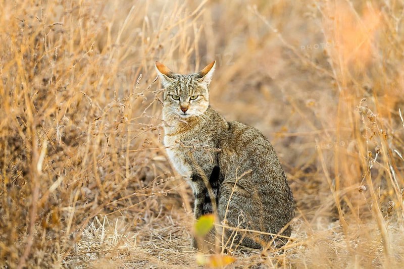 African Wildcat