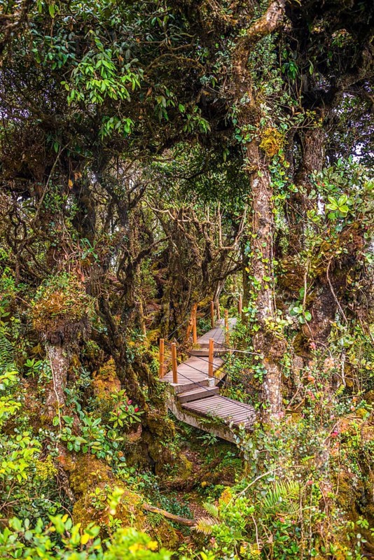 Boardwalk through dense jungle