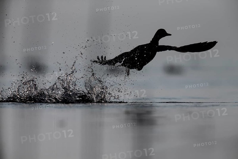 Mallard