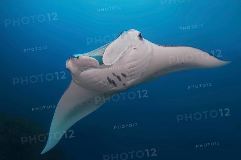 Giant oceanic manta ray