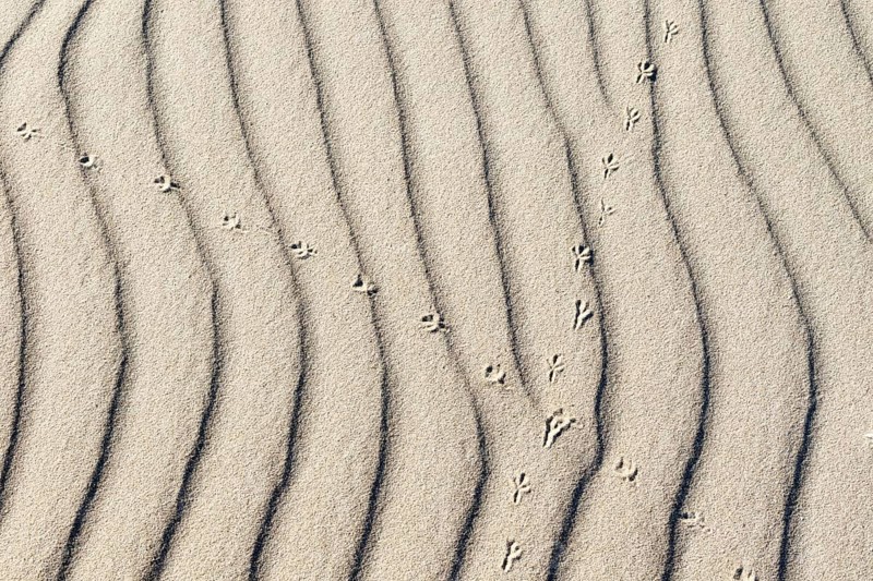 Crossed over animal tracks in the sand
