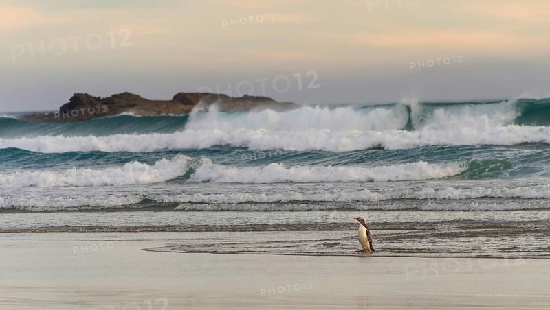 Yellow-eyed penguin