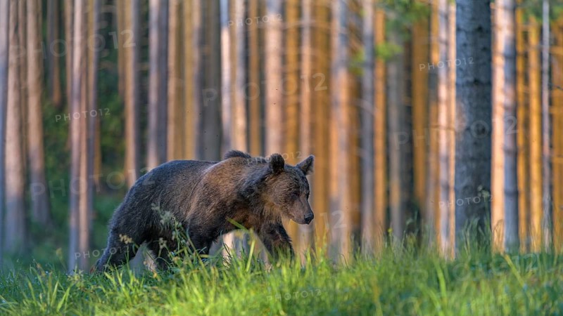 Brown bear