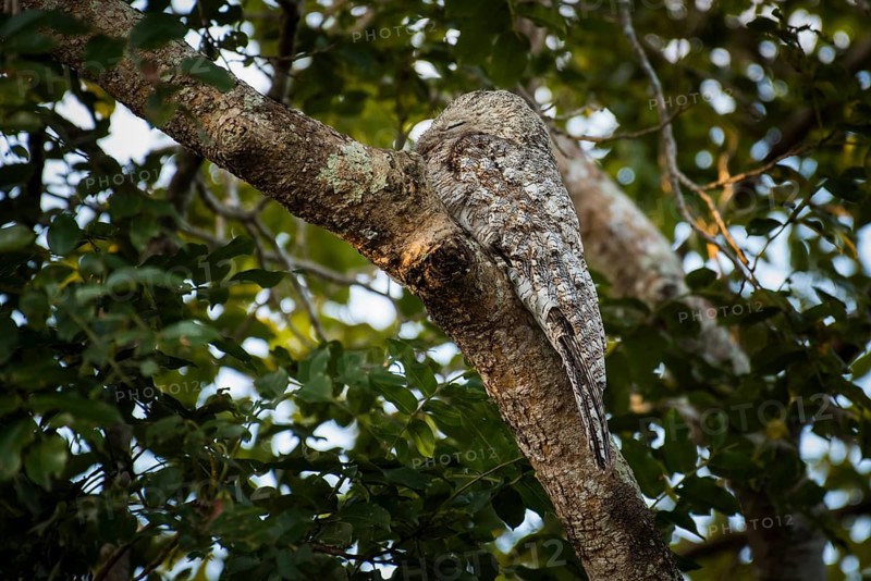 Great potoo
