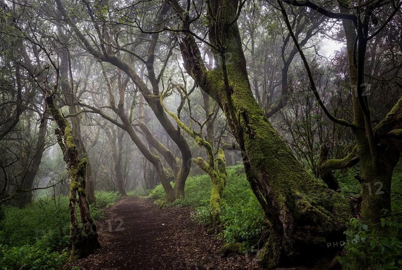 Moss-covered trees in the fog forest